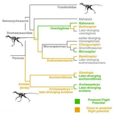 圖像摘要顯示了一個簡化的鳥類（鳥翼類）和近親（非鳥類獸腳類恐龍）演化樹。顯示出很多祖先接近了驅動飛行潛能（橙色），但只有少數真正獲得了這潛能（綠色）。當中至少有三次：一次在早期鳥類和兩次在馳龍類（盜龍）。圖片提供：文嘉棋和協作者。